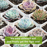 Organic Succulent and Cactus Soil Mix, Professional Potting Soil Fast Drainage Pre-Mixed Blend, Garden Soil for Indoor Plants, Aloe Vera, Snake Plant, Spider Plant, Herbs, Houseplants, 2 Quarts