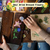 167 Pieces Real Dried Pressed Flowers Natural Dried Flowers Leaves Colorful Dry Daisy Flowers Mixed Multiple Dried Flowers for DIY Candle Resin Nails Jewelry Pendant Crafts Art Floral Decors