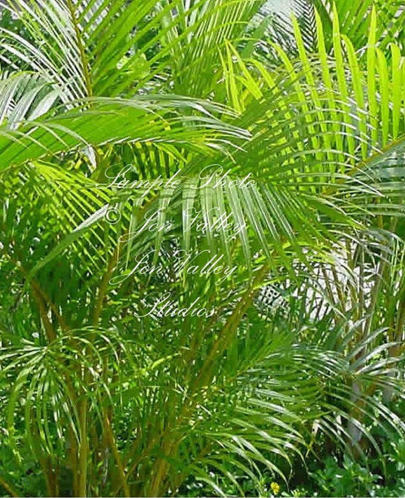 5 seeds -Baby Date Palm -Houseplant Beauty! Small and Compact -Container Gardening Can Be grown Outdoors in Warm Climates-Phoenix roebelinii